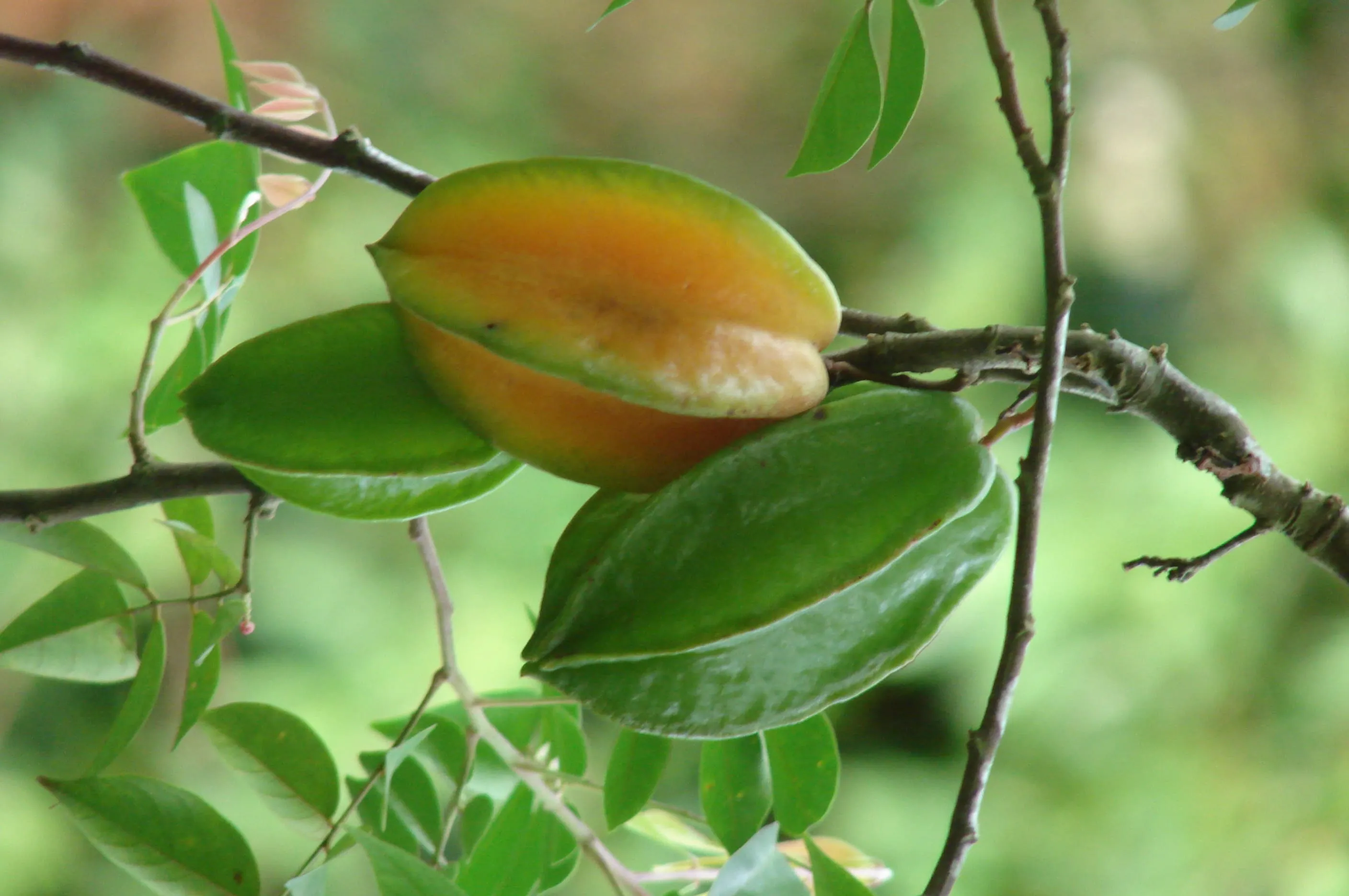 Rainforest – Posada Amazonas 4D 3