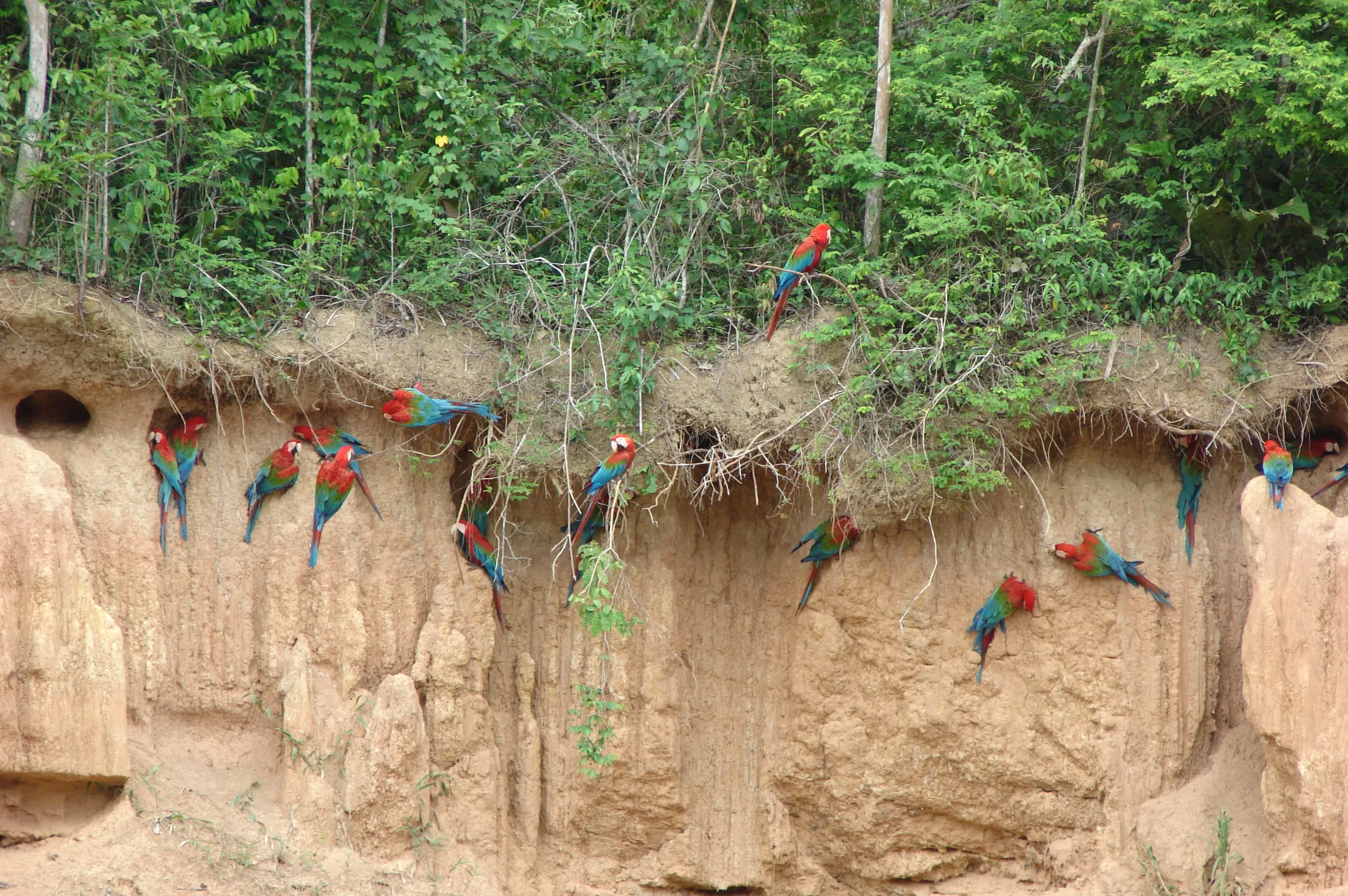 Rainforest – Posada Amazonas 4D 5