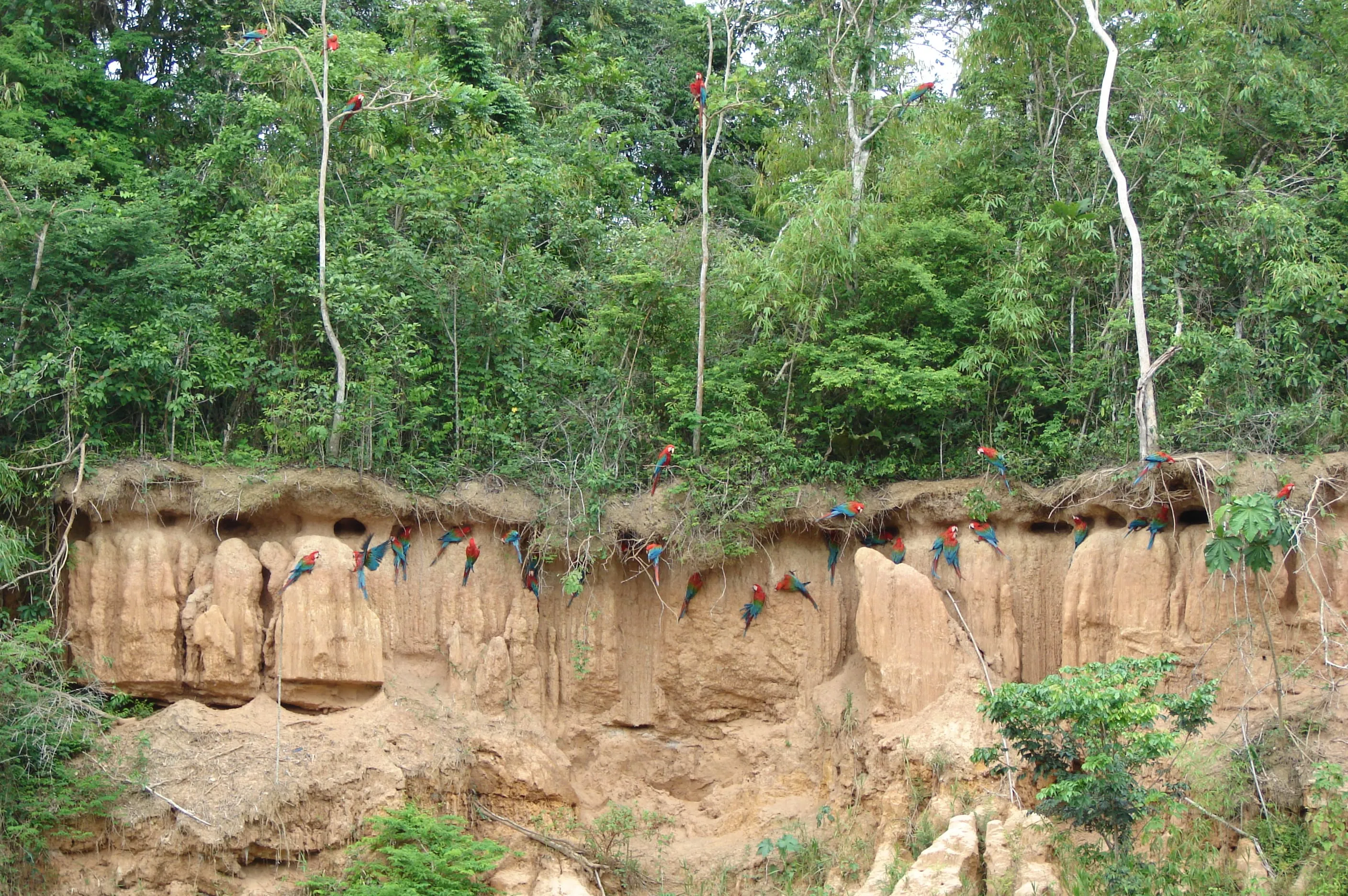 Rainforest – Posada Amazonas 4D 6