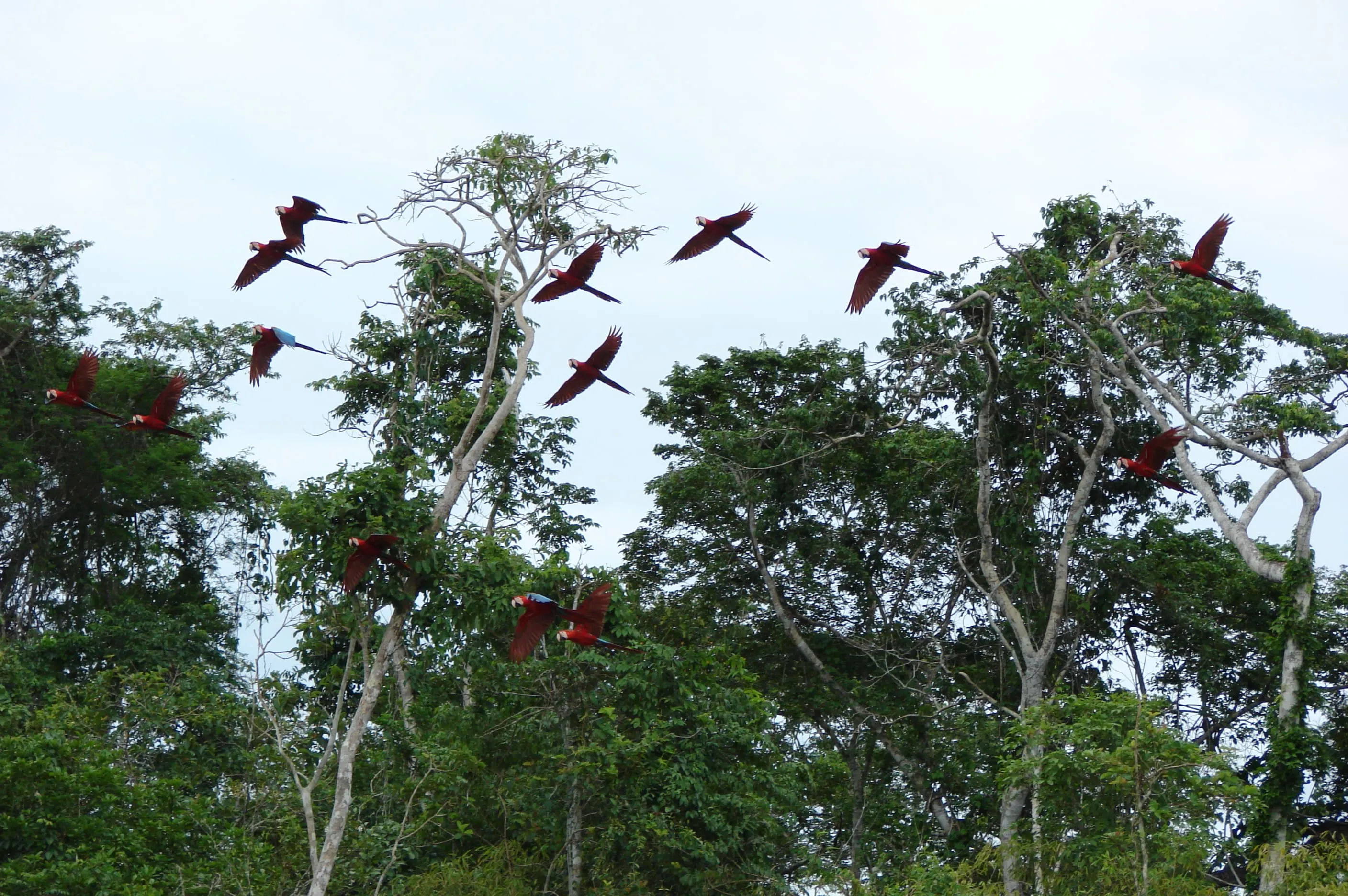 Rainforest – Posada Amazonas 4D 7