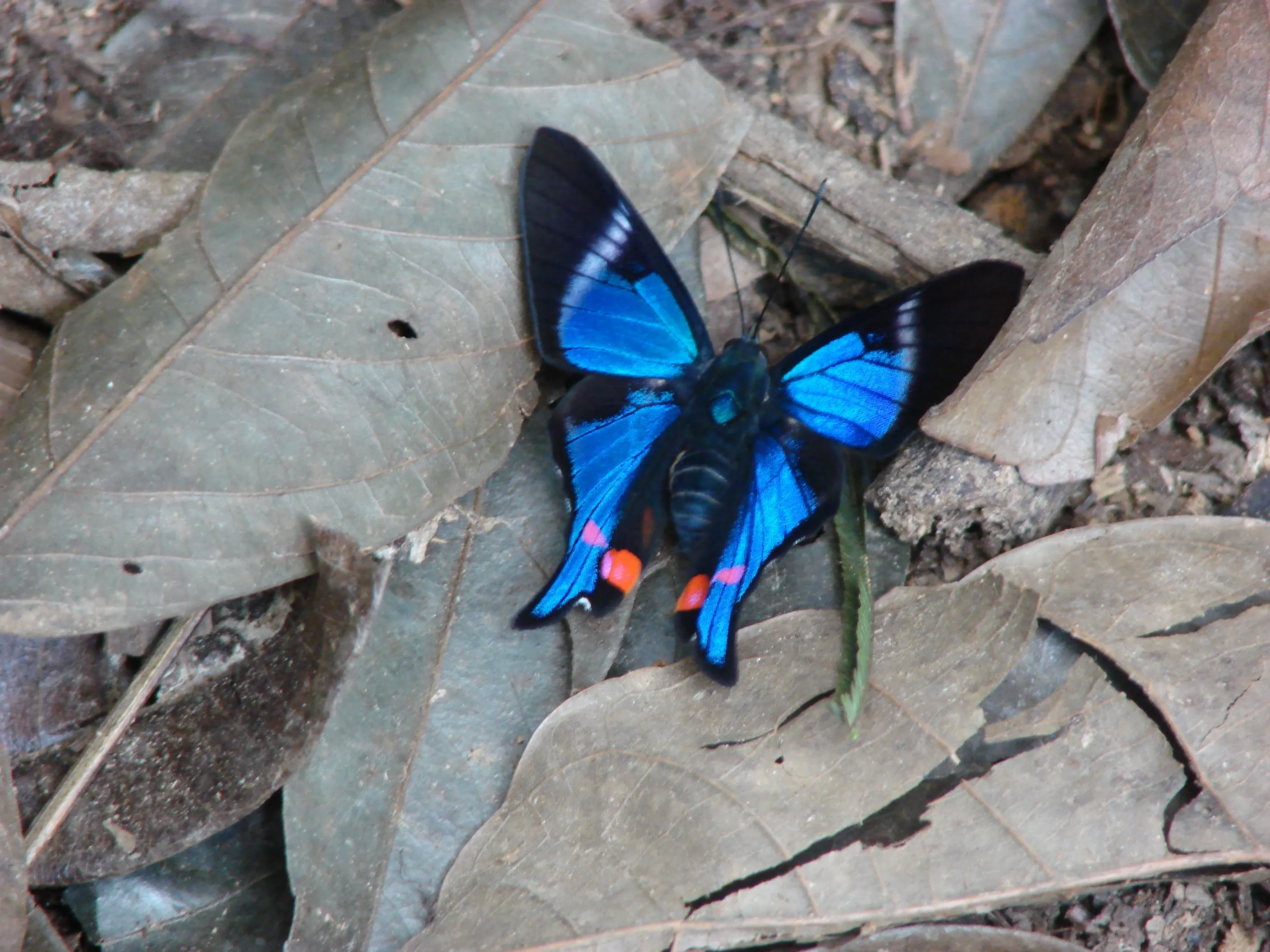 Selva Tropical – Posada Amazonas 4 días 1