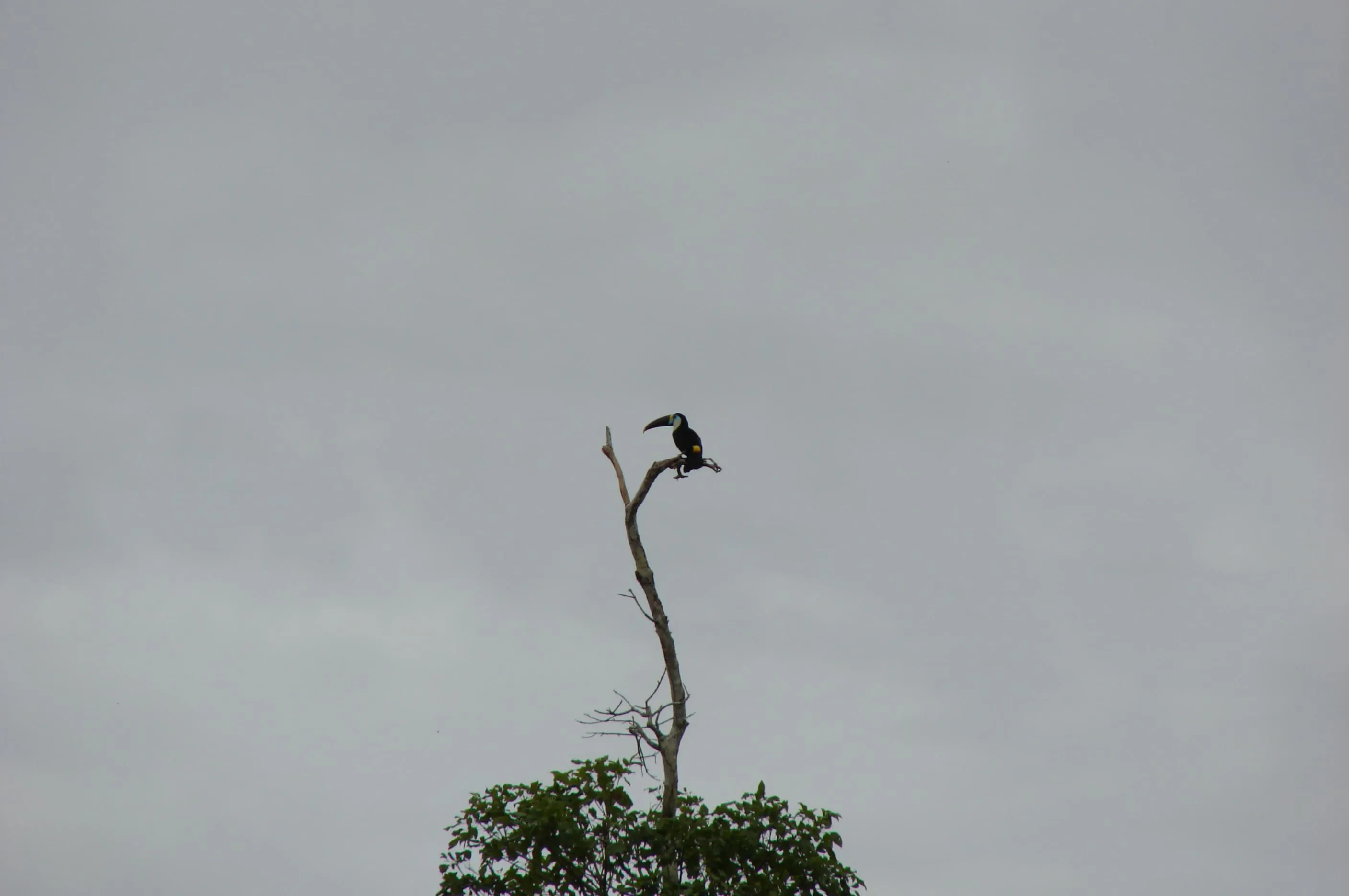 Selva Tropical – Posada Amazonas 4 días 5